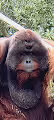 Opulent Orangutan