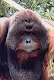 Opulent Orangutan