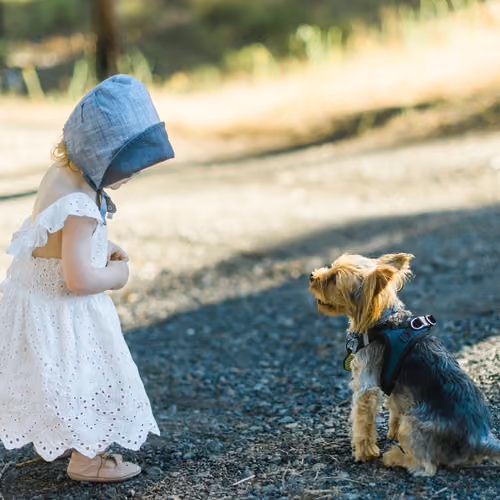 Faerie and Yorkie