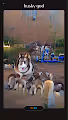 the Husky Royals