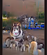 the Husky Royals