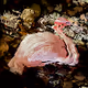 13 Ways of Looking at a Flamingo