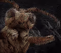Entomophobias
