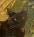 real nyaNFT