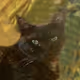 real nyaNFT