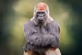 Slug Apes