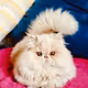 51cats