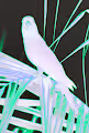 POST MODERNISM BIRDS BY RODRIGO BALDASSARRE