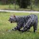 smallcat