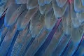 bird fly