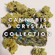 culture. coutoure. cannabis. culture. change.