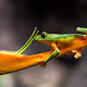 Pretty frog