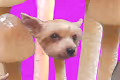 Shroom Dogs