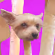 Shroom Dogs