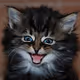 Kittyworks Art Gallery
