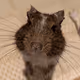 Jonah(degu)