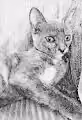 Animal cute Drawing