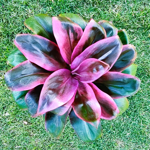 NFTi Cordyline Catalog