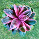 NFTi Cordyline Catalog