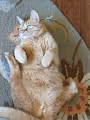 crazy queso
