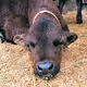 Moo Moo Buckaroo!