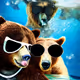 Homeless Bears