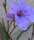 FlowerLife"Mexican Petunia Ruellia simplex"