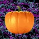 Halloween holiday stories