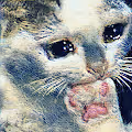CatMeme Collection