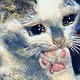 CatMeme Collection