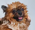 Wet dog and