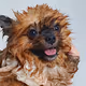 Wet dog and