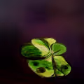 St Patrick's Day Collection www.crypto-casa.com