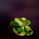 St Patrick's Day Collection www.crypto-casa.com