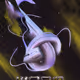 WormHole - Voo 404