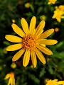 FlowerWorldNFT