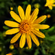 FlowerWorldNFT