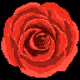 ROSE CLUB