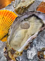Oystergram