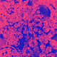 Single Works on Polygon