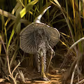 Mushrooms from the NFT Planet (Madmaxoffline Labs)