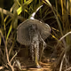 Mushrooms from the NFT Planet (Madmaxoffline Labs)