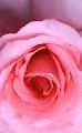 Roses Love