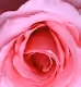 Roses Love