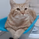 A Street Cat Named BOBBY