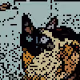 hannah, the siamese cat