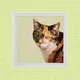 Jay Hsu Animal party