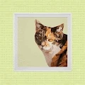 Jay Hsu Animal party