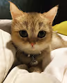 Cute Kitties Globally