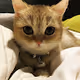 Cute Kitties Globally